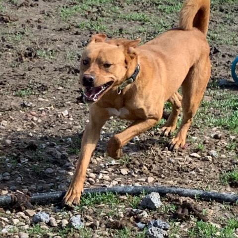 Jojo, an adoptable Mixed Breed in Blytheville, AR, 72315 | Photo Image 3