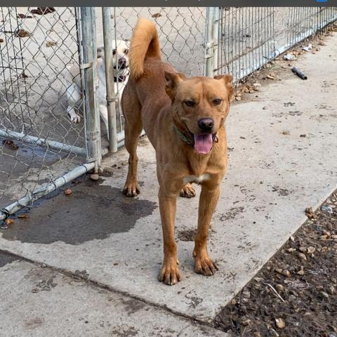 Jojo, an adoptable Mixed Breed in Blytheville, AR, 72315 | Photo Image 4