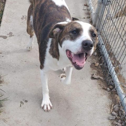 Missy, an adoptable Mixed Breed in Blytheville, AR, 72315 | Photo Image 1