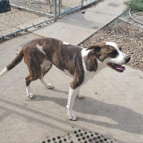 Missy, an adoptable Mixed Breed in Blytheville, AR, 72315 | Photo Image 2