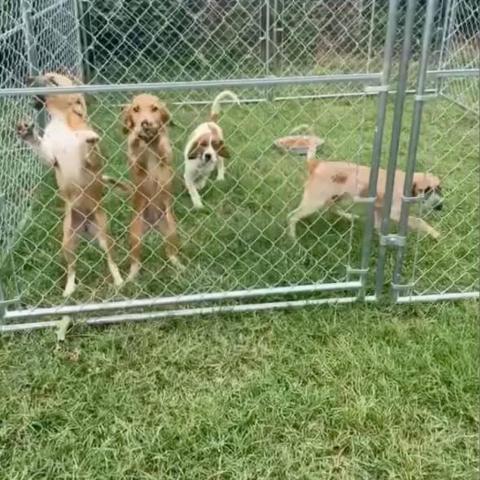 Star, an adoptable Mixed Breed in Blytheville, AR, 72315 | Photo Image 3