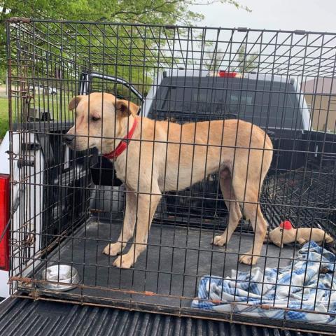 Wally, an adoptable Mixed Breed in Blytheville, AR, 72315 | Photo Image 1