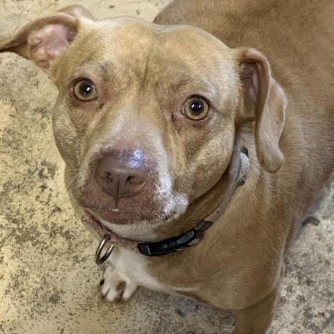 Lacy, an adoptable Pit Bull Terrier in Blytheville, AR, 72315 | Photo Image 1