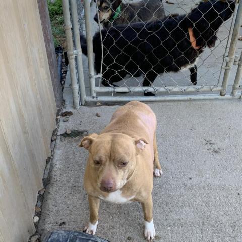 Lacy, an adoptable Pit Bull Terrier in Blytheville, AR, 72315 | Photo Image 3