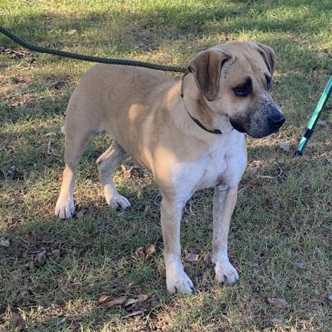 Rosco, an adoptable Mixed Breed in Blytheville, AR, 72315 | Photo Image 1