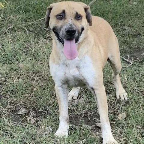 Rosco, an adoptable Mixed Breed in Blytheville, AR, 72315 | Photo Image 2