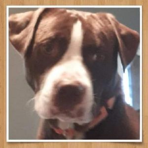 Debo, Adult Male Chocolate Labrador Retriever