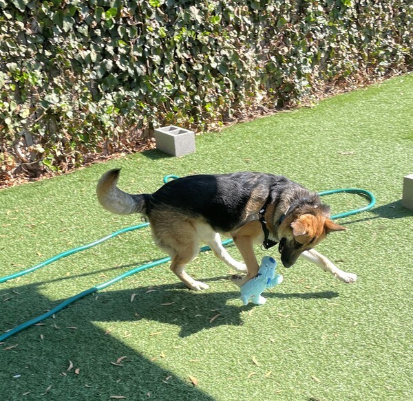 Juniper, an adoptable German Shepherd Dog Mix in Vallejo, CA_image-5