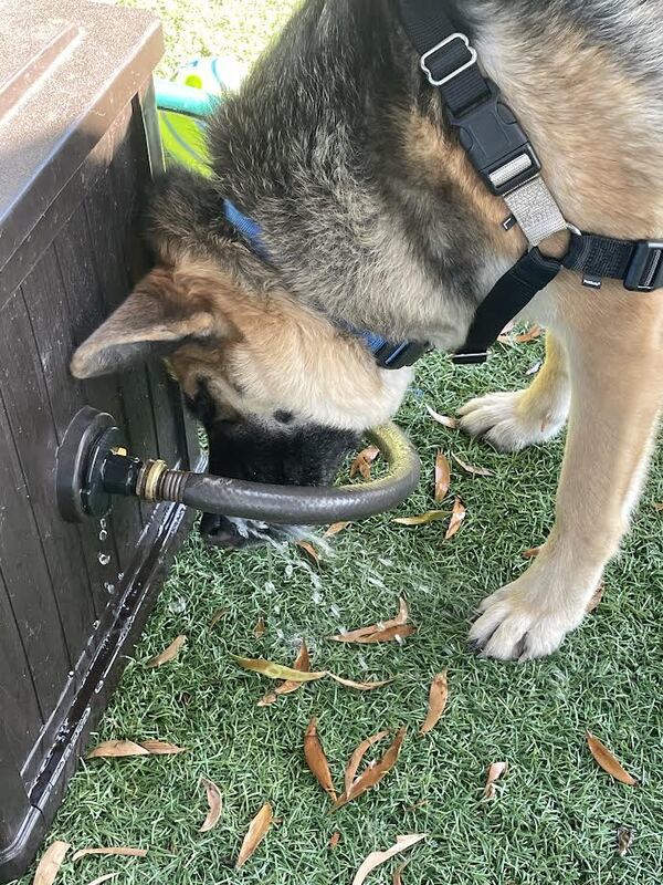 Juniper, an adoptable German Shepherd Dog Mix in Vallejo, CA_image-6