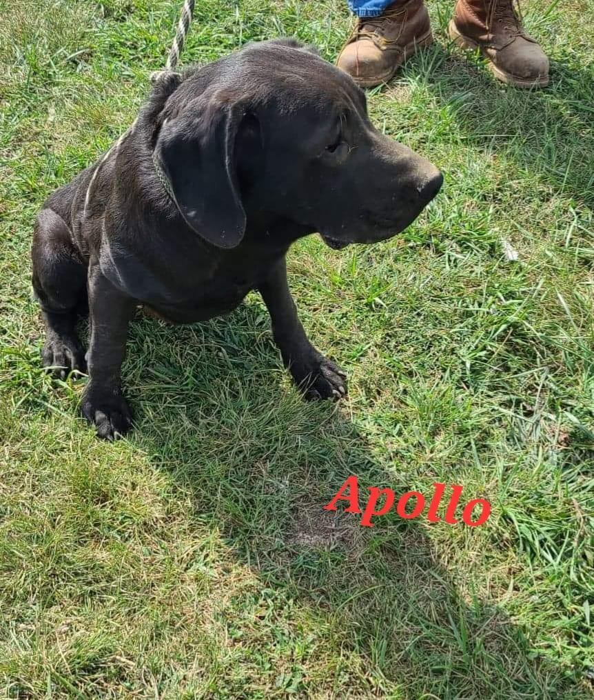 Apollo