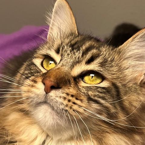 Alfredo, an adoptable Domestic Medium Hair in Bismarck, ND, 58507 | Photo Image 2