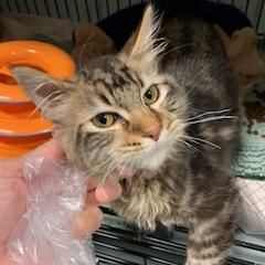 Alfredo, an adoptable Domestic Medium Hair in Bismarck, ND, 58507 | Photo Image 2