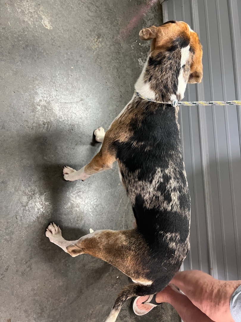 Dude , an adoptable Hound in Princeton, KY, 42445 | Photo Image 2