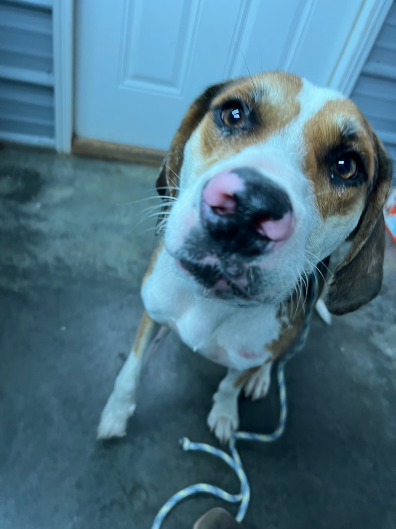 Dude , an adoptable Hound in Princeton, KY, 42445 | Photo Image 3
