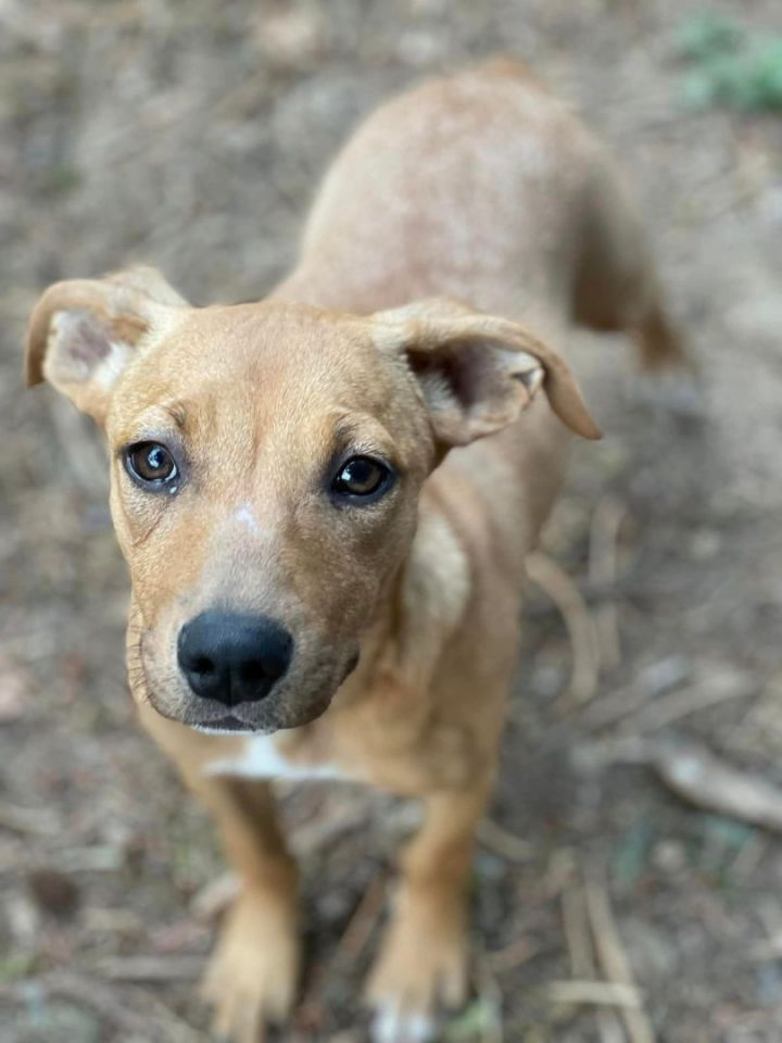 sunny sky's animal rescue in puyallup