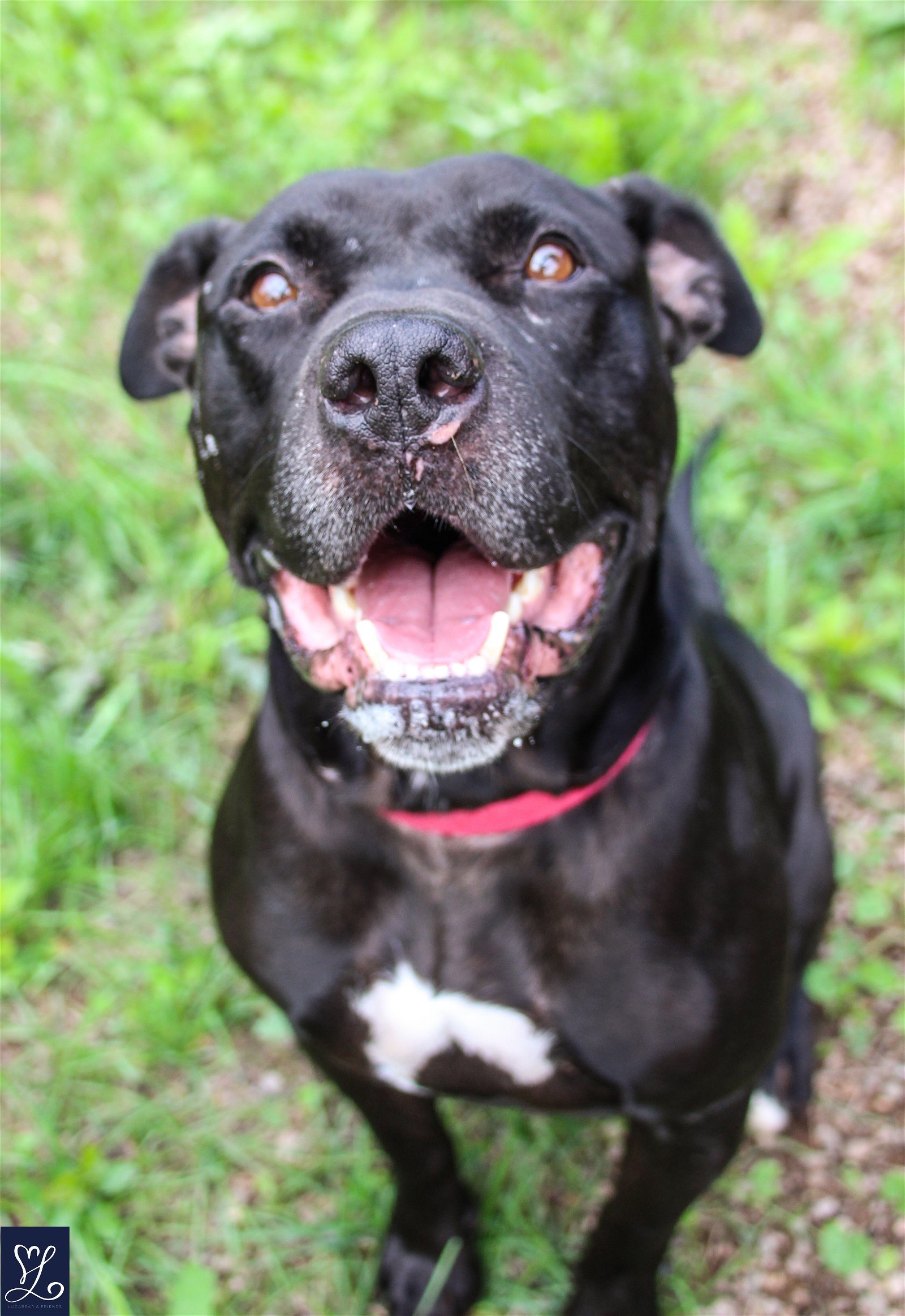 Tiny, an adoptable American Staffordshire Terrier in Lockport, NY, 14095 | Photo Image 3