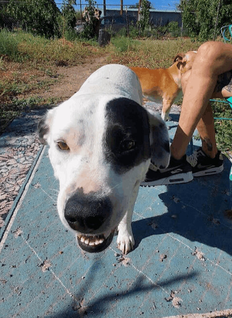 Oreo, an adoptable Dalmatian & American Staffordshire Terrier Mix in Williamsburg, NM_image-5