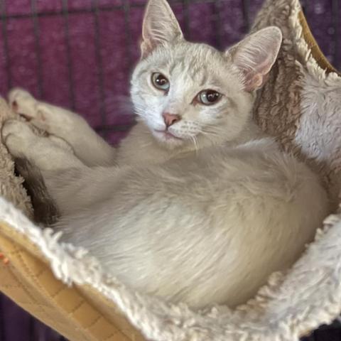 Chickpea, an adoptable Snowshoe in Fort Lauderdale, FL, 33316 | Photo Image 2