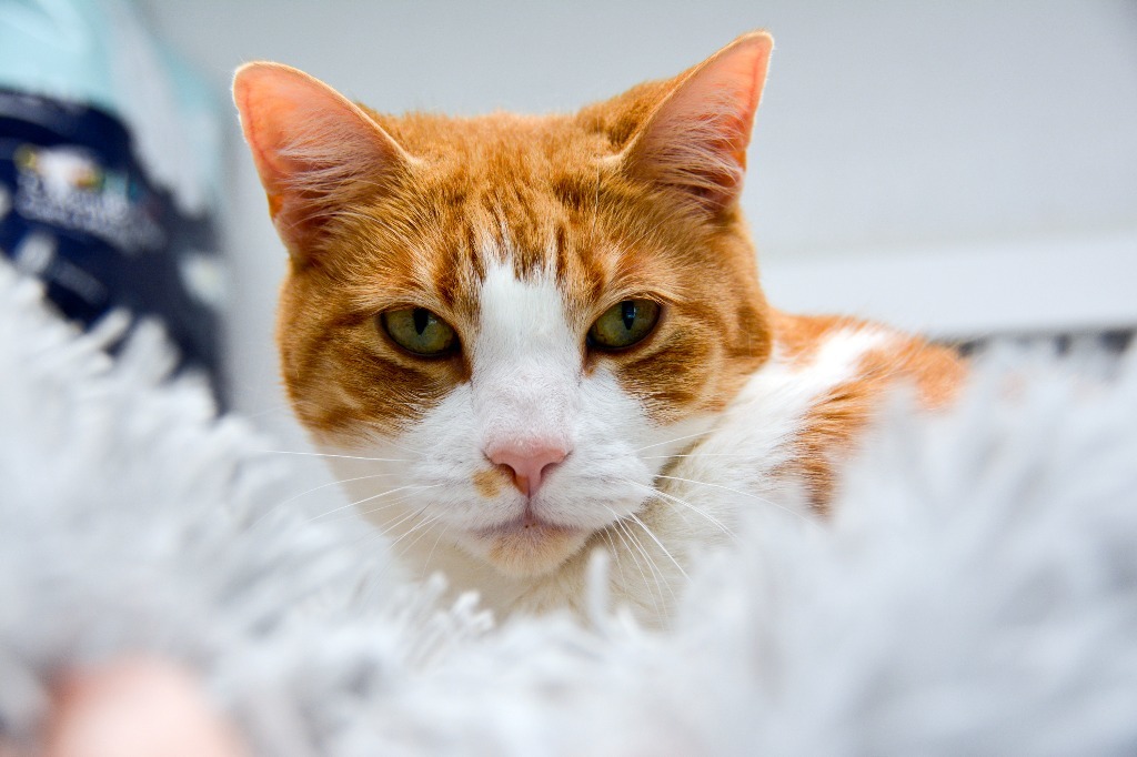 SOLANA, an adoptable Domestic Short Hair in New Bern, NC, 28563 | Photo Image 1