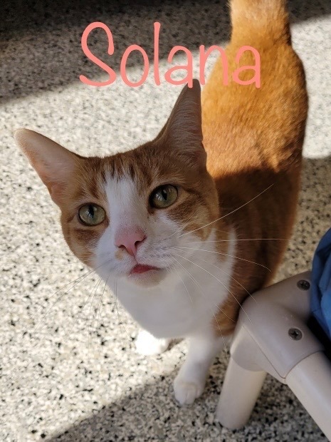 SOLANA, an adoptable Domestic Short Hair in New Bern, NC, 28563 | Photo Image 2