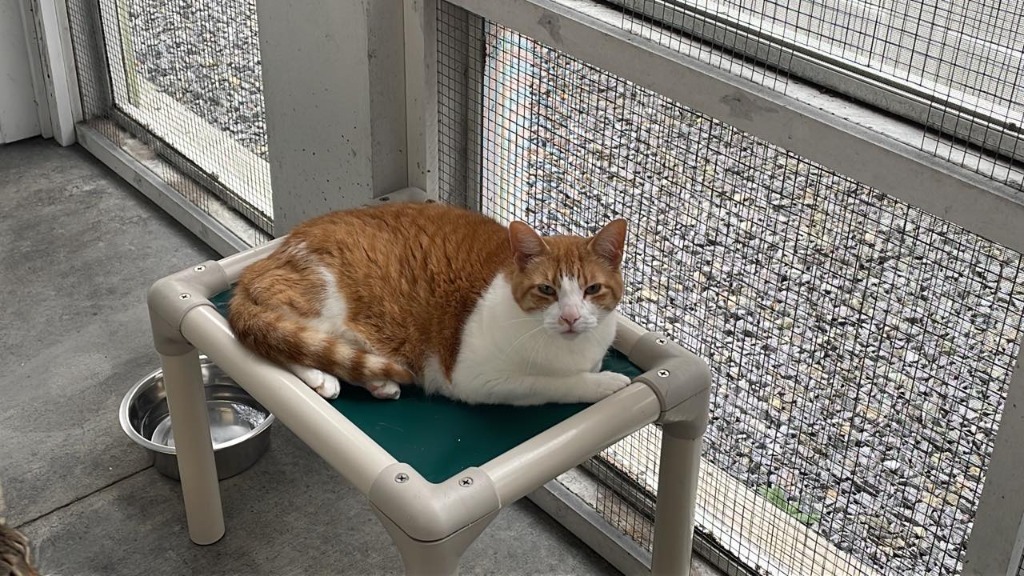 SOLANA, an adoptable Domestic Short Hair in New Bern, NC, 28563 | Photo Image 3