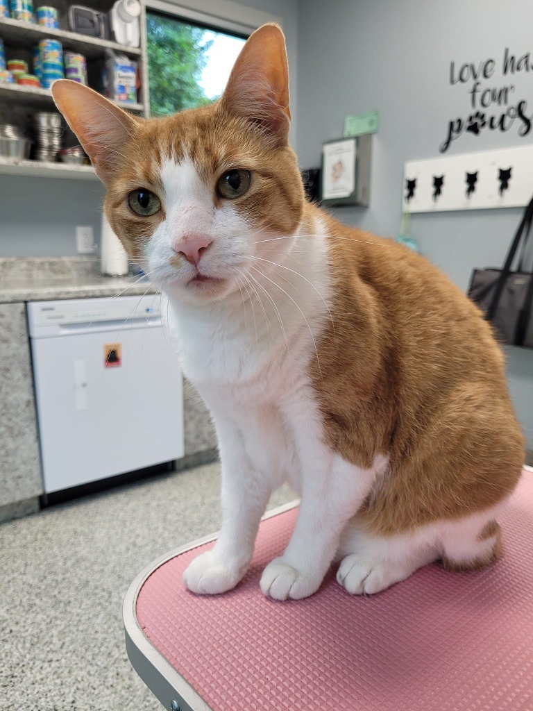 SOLANA, an adoptable Domestic Short Hair in New Bern, NC, 28563 | Photo Image 4