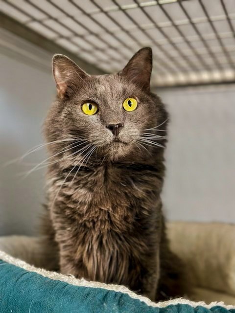 SMOKIE, an adoptable Domestic Medium Hair in New Bern, NC, 28563 | Photo Image 1