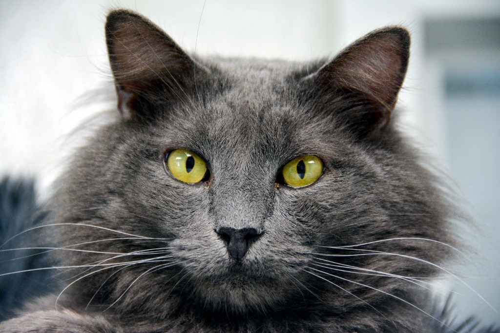 SMOKIE, an adoptable Domestic Medium Hair in New Bern, NC, 28563 | Photo Image 1