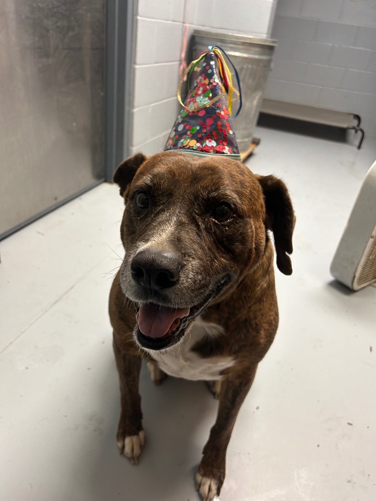 Kai, an adoptable Mastiff in Greenwood, MS, 38930 | Photo Image 1