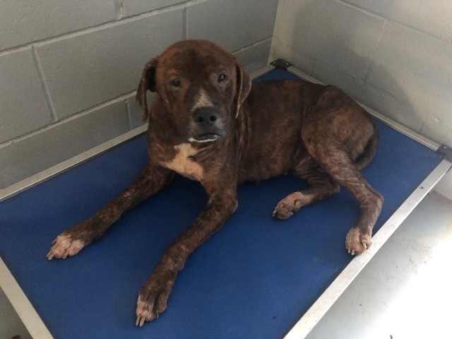 Kai, an adoptable Mastiff in Greenwood, MS, 38930 | Photo Image 2