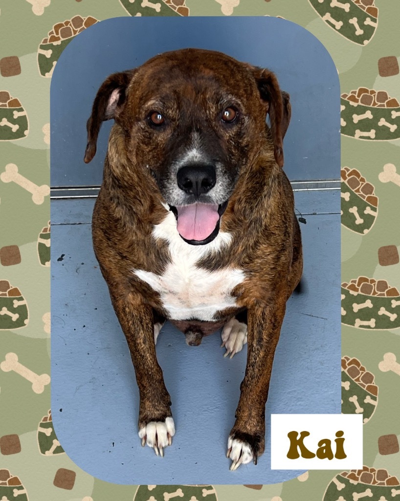 Kai, an adoptable Mastiff in Greenwood, MS, 38930 | Photo Image 3