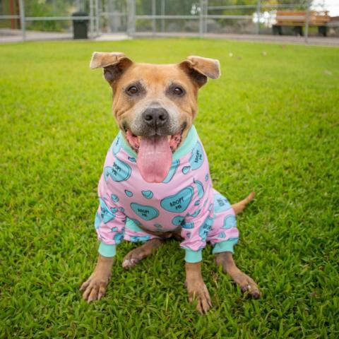 Paige, an adoptable Mixed Breed, Pit Bull Terrier in Kailua Kona, HI, 96740 | Photo Image 1