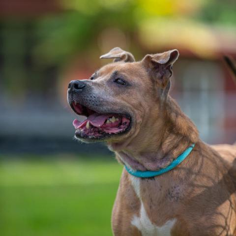 Paige, an adoptable Mixed Breed, Pit Bull Terrier in Kailua Kona, HI, 96740 | Photo Image 2