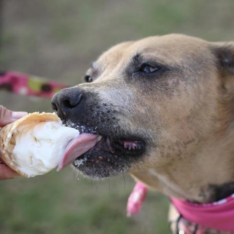 Paige, an adoptable Mixed Breed, Pit Bull Terrier in Kailua Kona, HI, 96740 | Photo Image 3