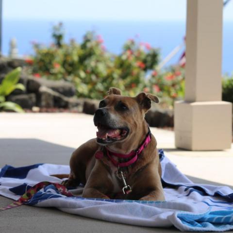 Paige, an adoptable Mixed Breed, Pit Bull Terrier in Kailua Kona, HI, 96740 | Photo Image 4