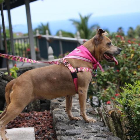 Paige, an adoptable Mixed Breed, Pit Bull Terrier in Kailua Kona, HI, 96740 | Photo Image 6