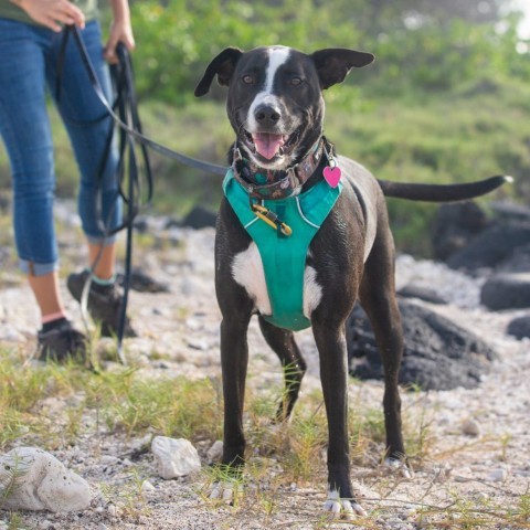Rooster, an adoptable Mixed Breed in Kailua Kona, HI, 96740 | Photo Image 1