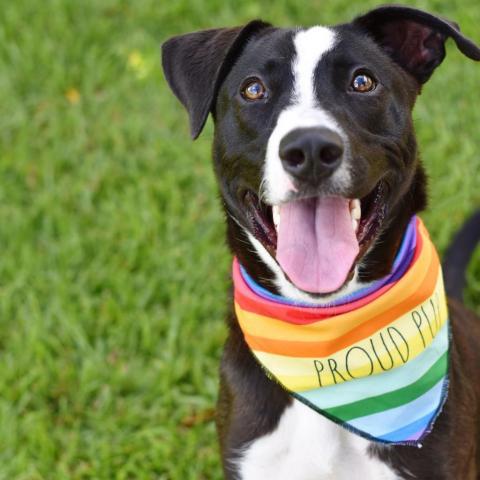 Rooster, an adoptable Mixed Breed in Kailua Kona, HI, 96740 | Photo Image 2