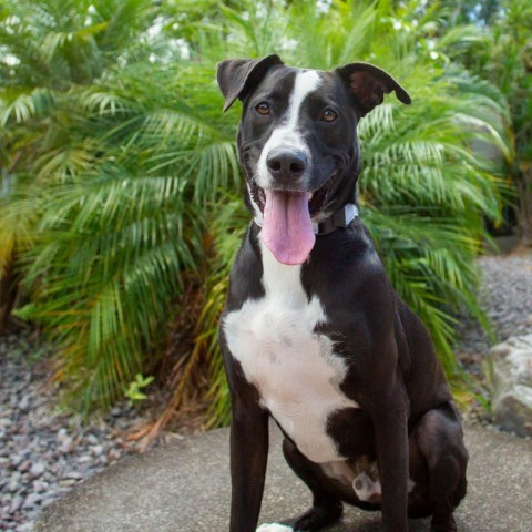 Rooster, an adoptable Mixed Breed in Kailua Kona, HI, 96740 | Photo Image 3