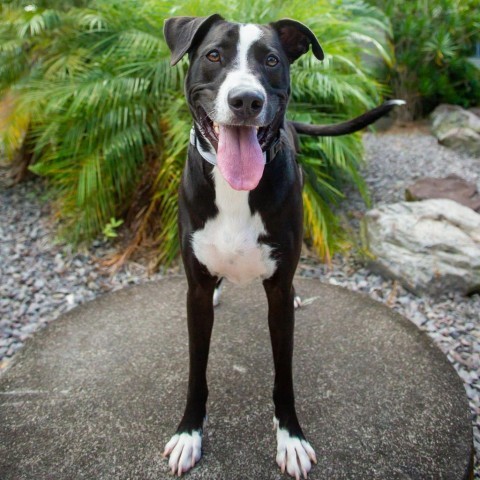 Rooster, an adoptable Mixed Breed in Kailua Kona, HI, 96740 | Photo Image 4