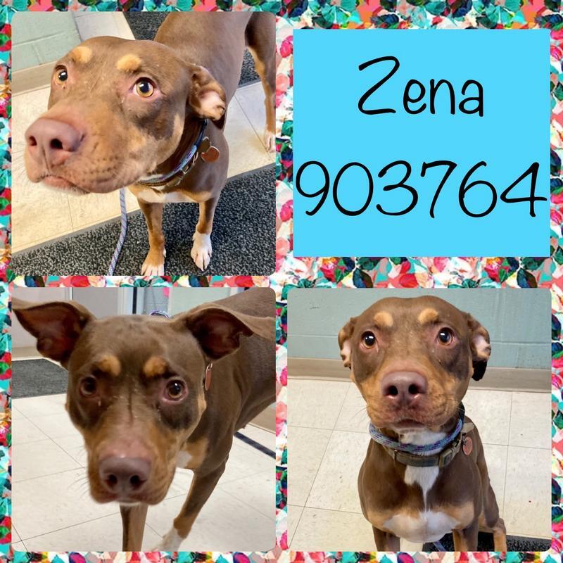 Zena