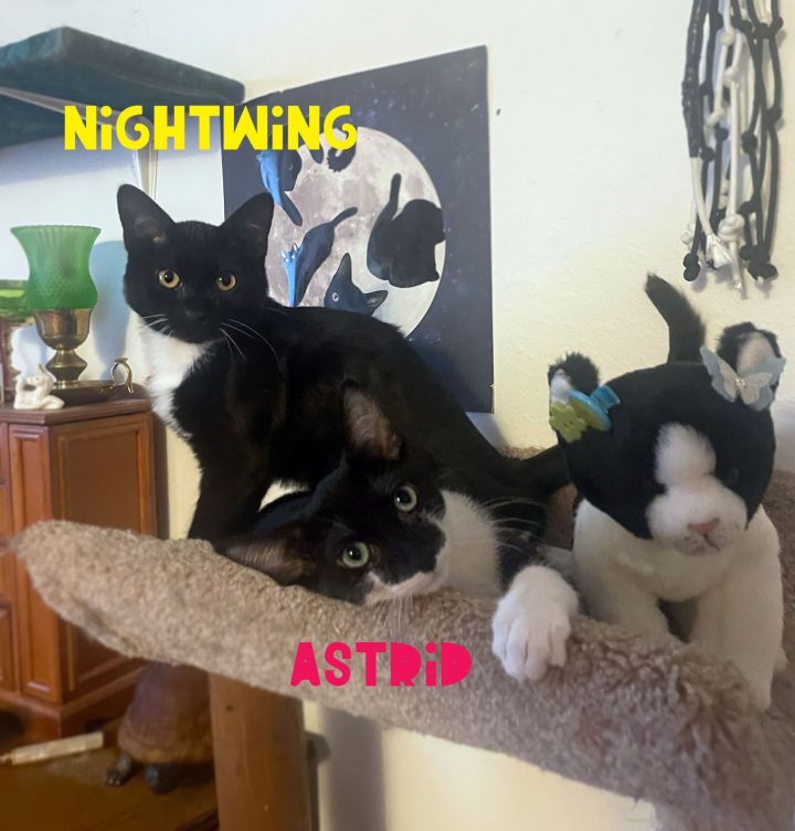 Astrid (Bonded w/Nightwing), an adoptable Domestic Short Hair in Centerville, UT_image-3