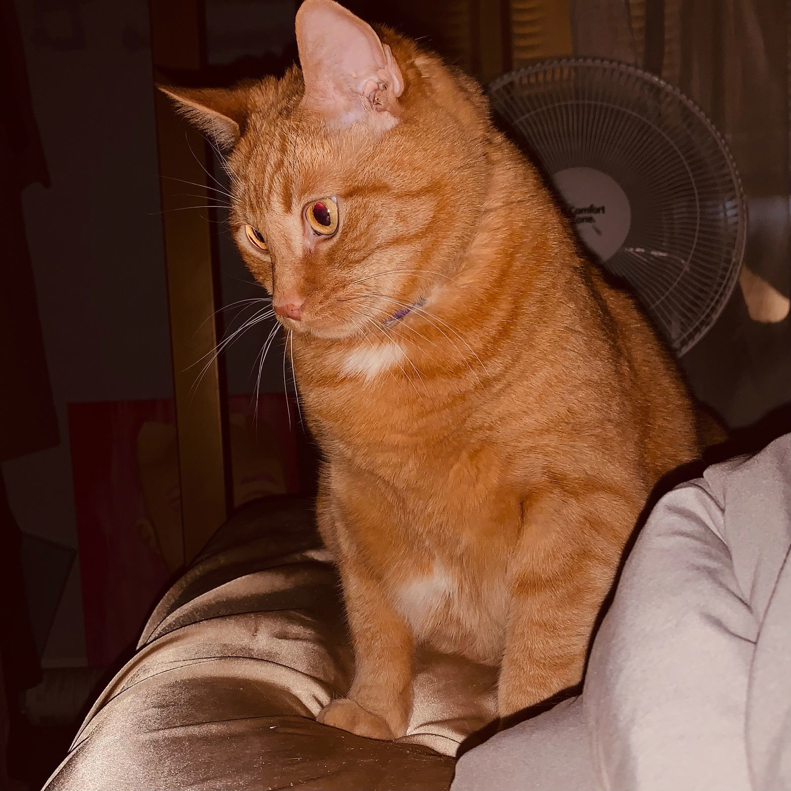 Maxwell (Courtesy Post - Contact info below), an adoptable Domestic Short Hair in Lovingston, VA, 22922 | Photo Image 1