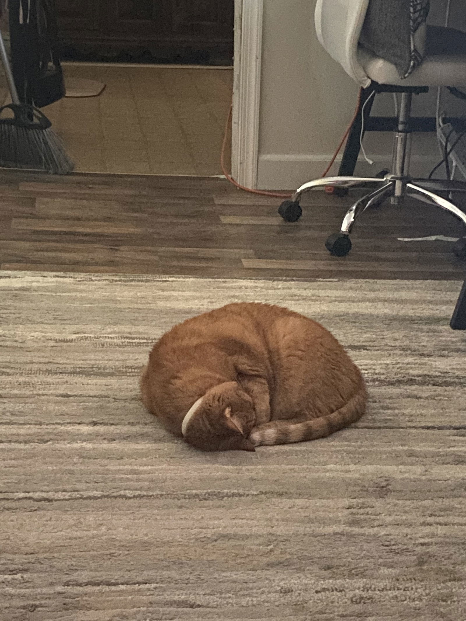 Maxwell (Courtesy Post - Contact info below)
