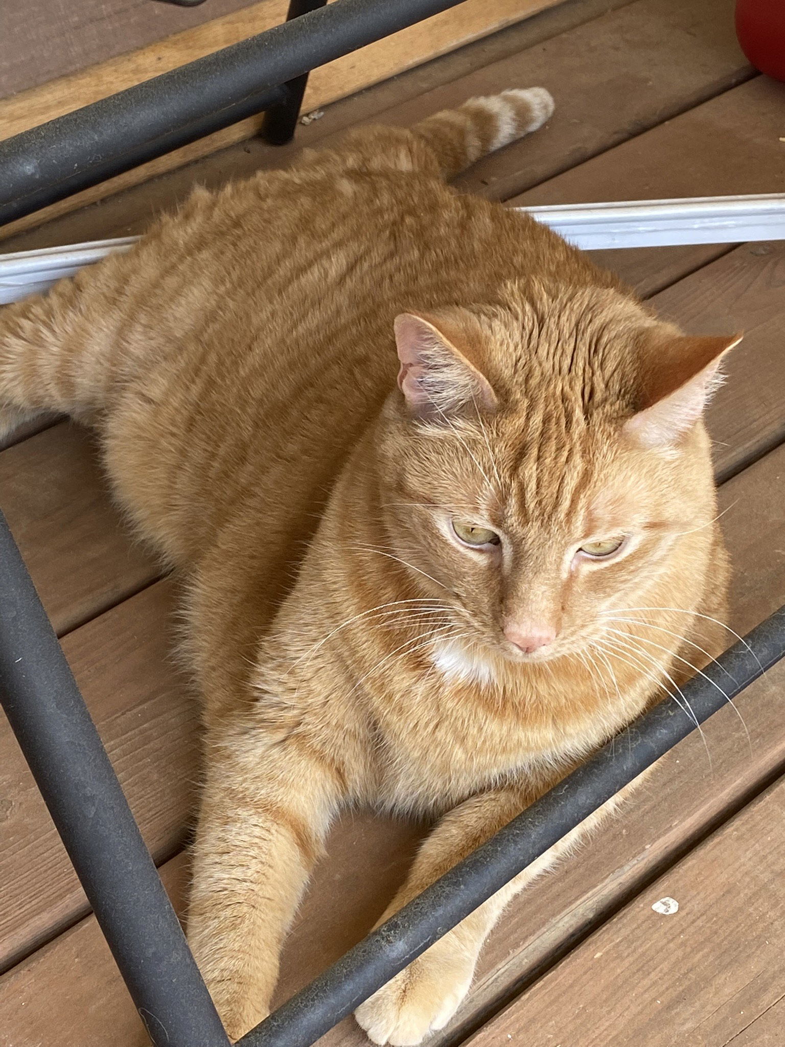 Maxwell (Courtesy Post - Contact info below), an adoptable Domestic Short Hair in Lovingston, VA, 22922 | Photo Image 3