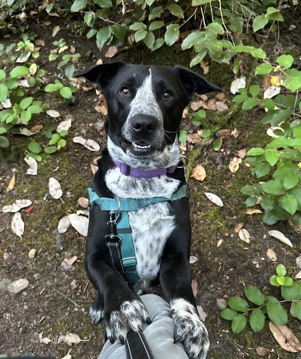 Domino, an adoptable Terrier, Shepherd in Silverdale, WA, 98383 | Photo Image 1