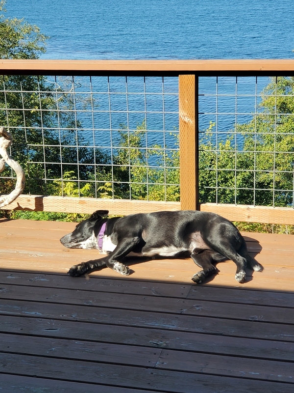 Domino, an adoptable Terrier, Shepherd in Silverdale, WA, 98383 | Photo Image 2