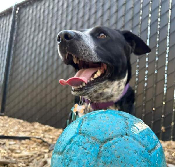 Domino, an adoptable Terrier, Shepherd in Silverdale, WA, 98383 | Photo Image 4