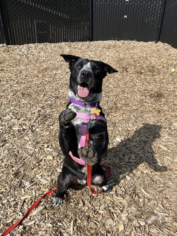 Domino, an adoptable Terrier, Shepherd in Silverdale, WA, 98383 | Photo Image 5