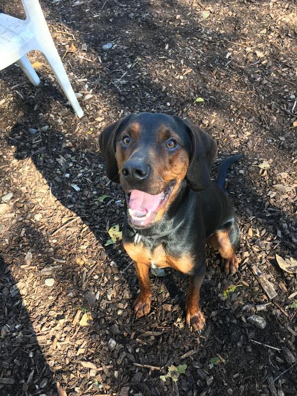 Hudson - Cross Posting, an adoptable Redbone Coonhound in Silverdale, WA, 98383 | Photo Image 2